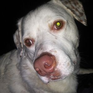 Meet your Posher, Heater